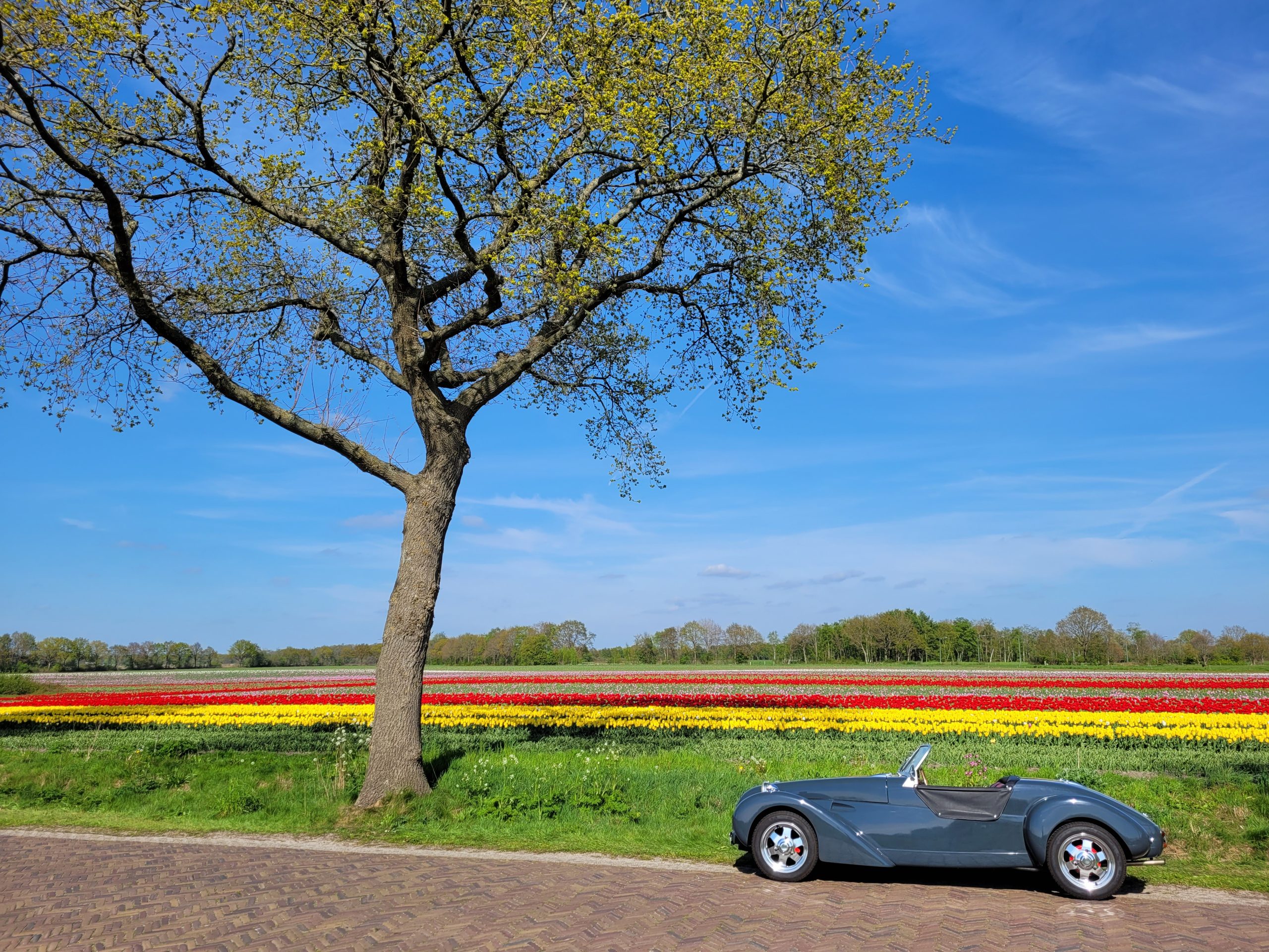 Bloembollen in Drenthe